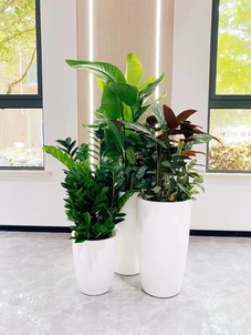 专业植物租赁，宁波奉化的绿色贴心之选